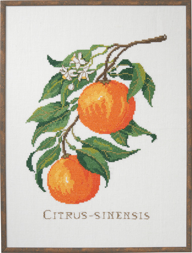 Citrus-senensis