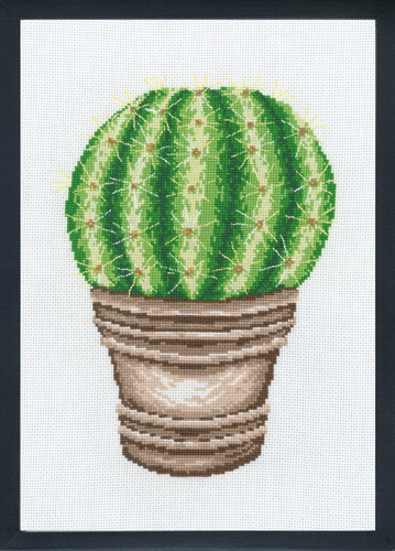 Guldkula  kaktus
